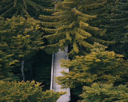 A quiet walking path surrounded by lush trees in Viveros de Coyoacan